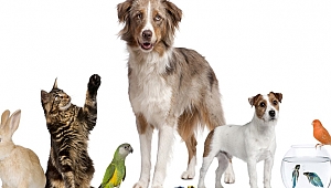 Büyükşehir’den sertifikalı Petshop eğitimi