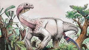 Güney Afrika'da yeni dinozor türü keşfedildi