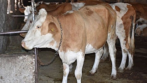 Şarbon hastalığı nedir?