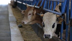 Valilikten şarbon açıklaması