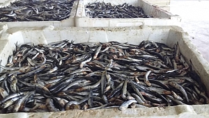 13 ton balığa el konuldu