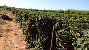 Gebze’de solucan gübresi zamanı