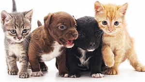 Hayvanlara işkenceye hapis cezası