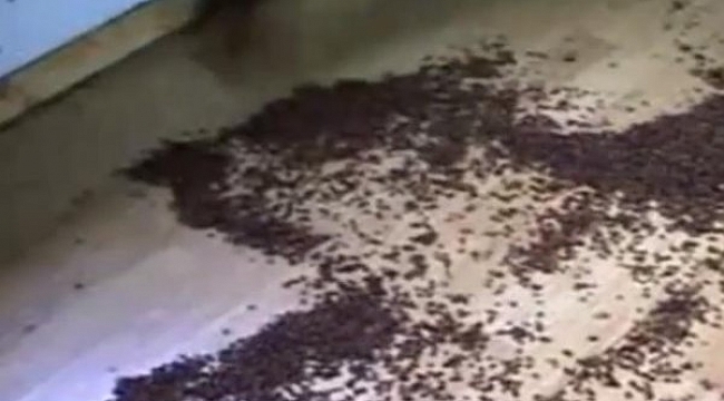 İngiltere'de uğur böceği istilası