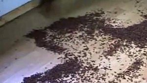 İngiltere'de uğur böceği istilası