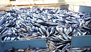 Karadeniz'de görülmemiş bolluk