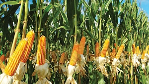 Mısır alım fiyatları yüzde 25 arttı