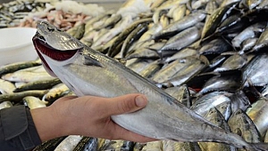 Palamut'un fiyatı 10 TL'ye düştü
