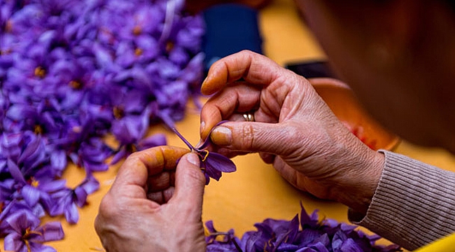 Safranın bilinmeyen faydaları