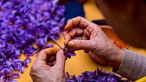 Safranın bilinmeyen faydaları