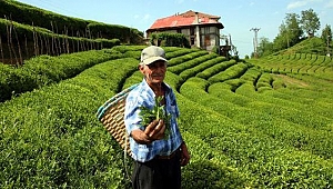 Türk çay ihracatının yarısı Rize'den