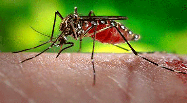Zika virüsü Hindistan'a sıçradı