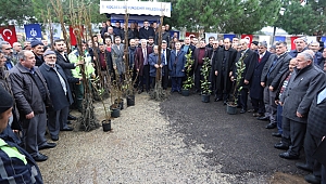 Büyükşehir, yüzde 50 hibeli fidan dağıtacak