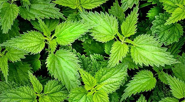 Isırgan otu toksini temizler