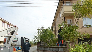 Şebekeye temas eden dallar budanıyor