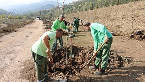 Umuttepe Kampüsüne 10 bin adet ağaç