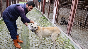 Yaralı Garip tedavi edildi