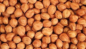 Alzheimer'ın çaresi; Fındık