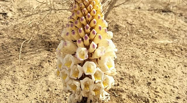 Cistanche bitkisinin faydaları