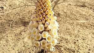 Cistanche bitkisinin faydaları