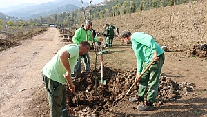 Hafriyat alanları 9 bin ağaçla yeşillendi