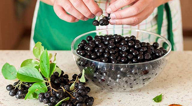 Aronia meyvesinin bilinmeyen faydaları