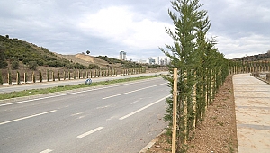 Bilişim Vadisi 2 bin ağaç ile yeşilleniyor