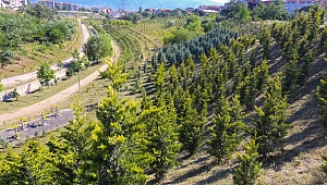Kaşkaldere Mesire Alanı nefes aldıracak