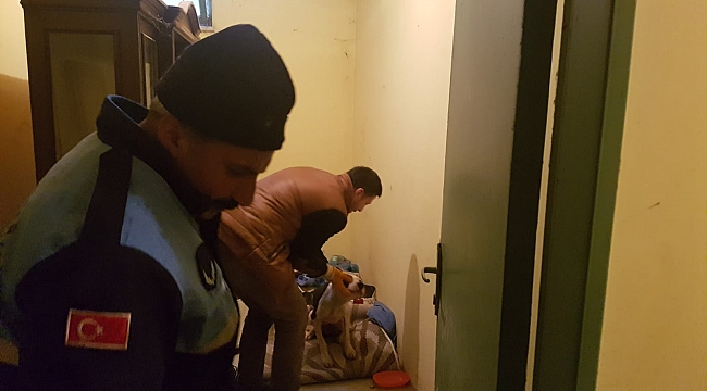 Yaralı köpeğe Büyükşehir sahip çıktı