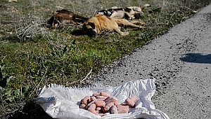 Ankara'da yine aynı vahşet