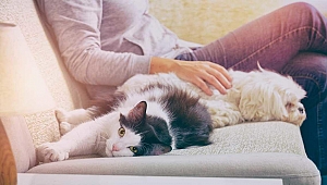 Evcil hayvanlar çocuklara sevmeyi öğretiyor