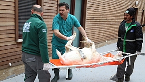 Yaban hayatı emin ellerde