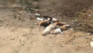 10 kedi zehirlenerek öldürüldü