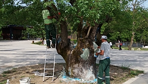 Asırlık ağaç tedavi edildi