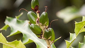 Bazı bitkilerde kanser karşıtı maddeler bulundu