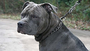 Çocukları en çok ısıran köpek cinsi 'pitbull'