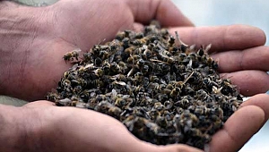 Dünyanın geleceği arılara bağlı