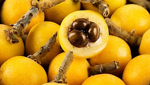 Malta eriğinin faydaları