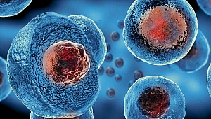 Orucun kök hücre üzerindeki olumlu etkisi