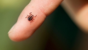 Sağlık Bakanlığı'ndan Kene uyarısı!