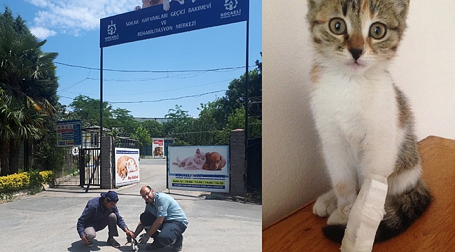 SEDAŞ çalışanları yaralı kediye sahip çıktı