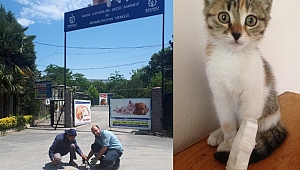 SEDAŞ çalışanları yaralı kediye sahip çıktı