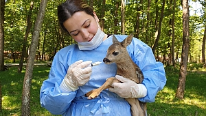 Yavru Karaca’ya Ormanya sahip çıktı
