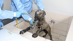 Zifte yapışan köpek hayata döndü