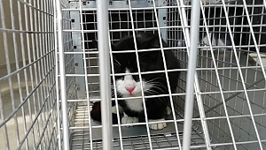 Dereye düşen kedi son anda kurtarıldı