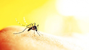 Kırmızı ve koyu renk sinekleri çekiyor