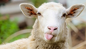 Kurban Bayramı ne zaman, kaç gün tatil?