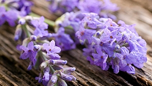 Lavantanın gizli faydaları