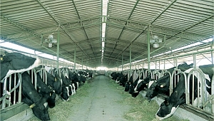 Merkez mahallelerde besicilik yasaklanacak