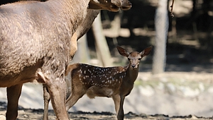 Ormanya'da yaban hayvanı popülasyonu artıyor